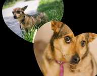 Sunieczki w typie Corgi, po likwidacji schroniska.