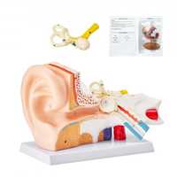 Modelo 3D de anatomia do ouvido humano