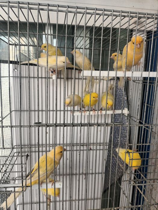 Canários miniaturas espanhois e llarguets