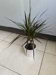 Kwiat dracena marginata