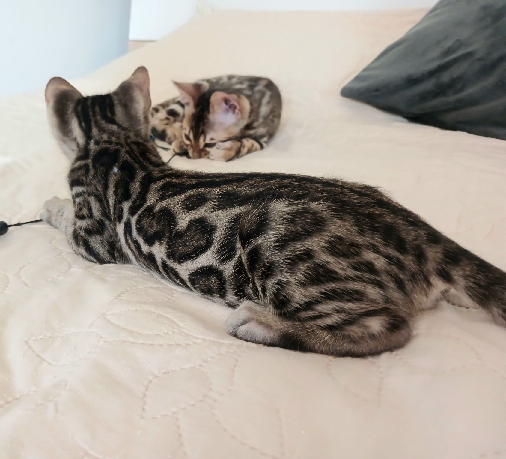 Бенгальські клубні кошенята