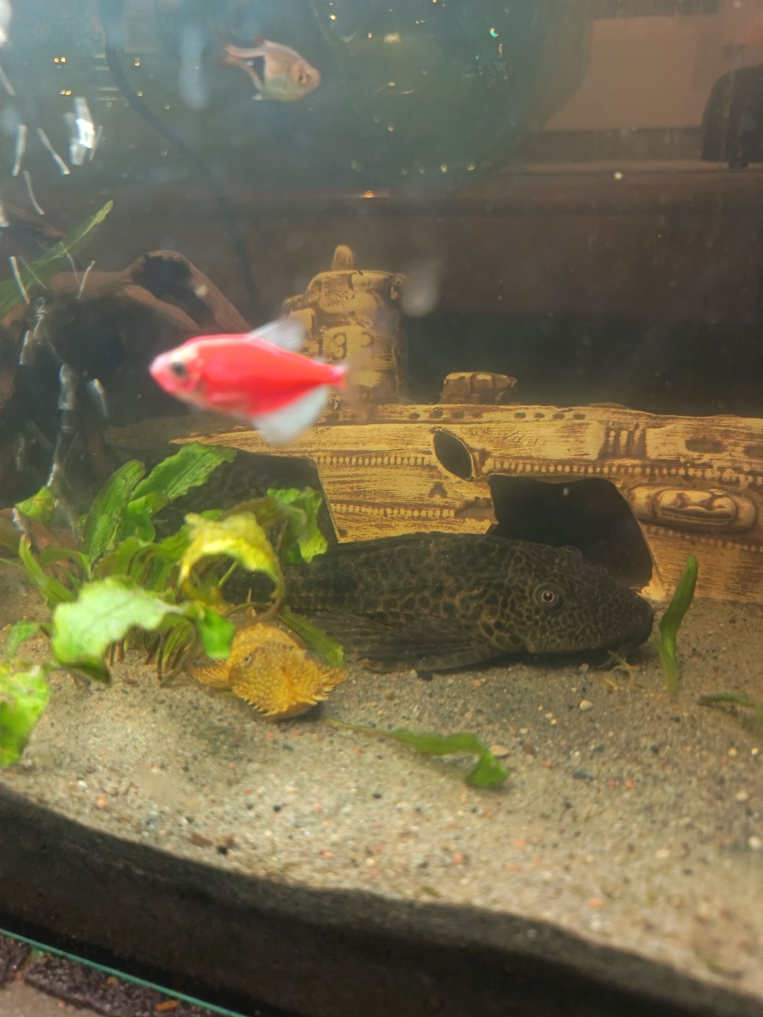 Akwarium 50L  bez ryb