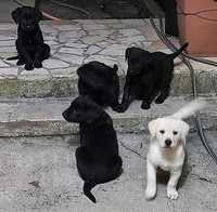 Cachorros procuram nova família.