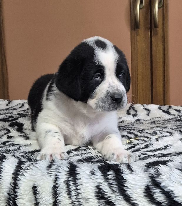 Owczarek Środkowoazjatycki