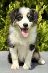 Amerykański owczarek miniaturowy- MAS - Mini Aussie- suczka FCI