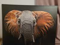 Obraz CANVAS ELEPHANT 85x113 cm

Słoń