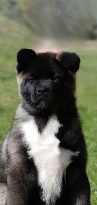 Akita Amerykańska  Himeko Hirrani  FCI
