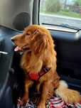Zapowiedź miotu golden retriever ciemno złote w typie amerykańskim