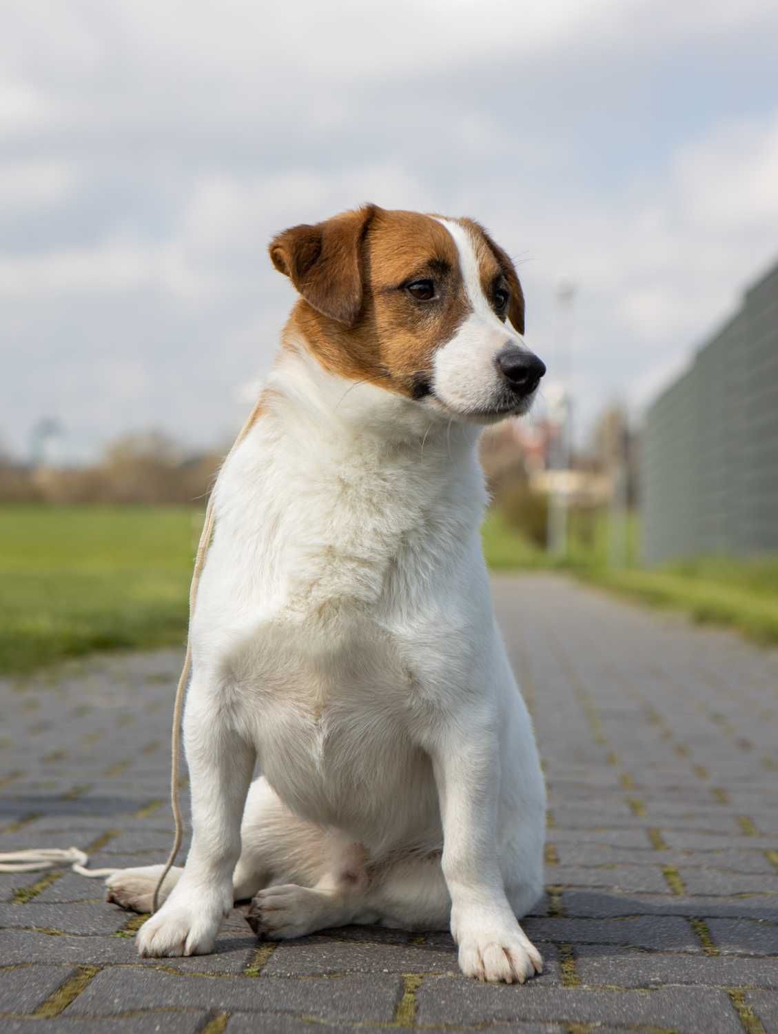 Jack Russell Terrier ZKwP FCI piesek