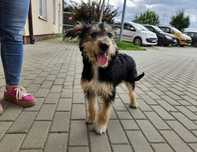 Jarzębinka do adopcji!