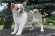 Chihuahua śliczny piesek - już do odbioru