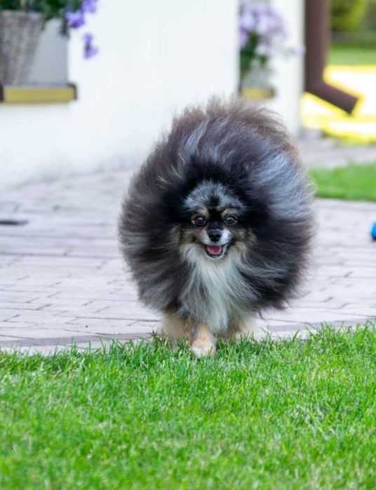 Pomeranian Szpic Miniaturowy Pies Dorosły