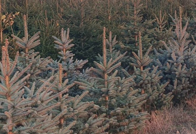 Świerk pospolity,srebny sprzedam hurtowo