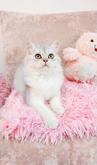 Чудо дівчинка красунечка шотландська Скотіш Страйт