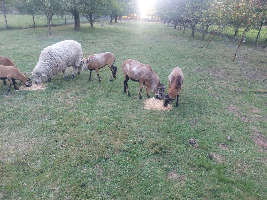 Sprzedam barman duzy