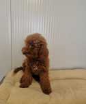 Caniche Vermelho