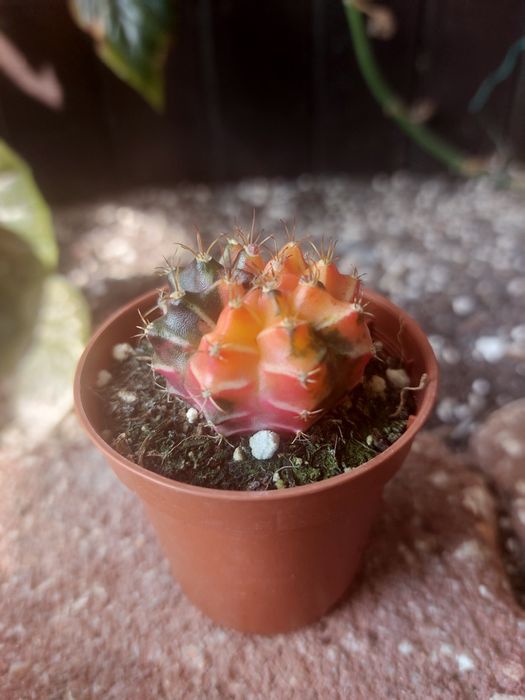 Catos Gymnocalycium coloridos em vasos de tamanho 5.5