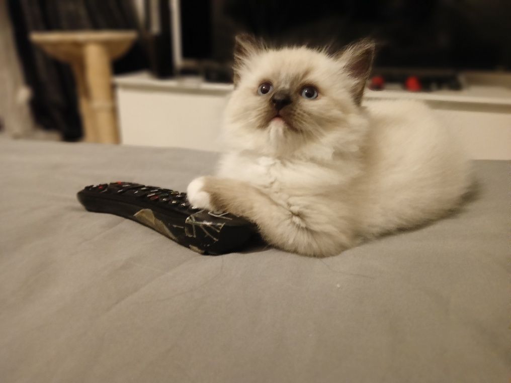 Słodkie Puchate Ragdoll Mitted