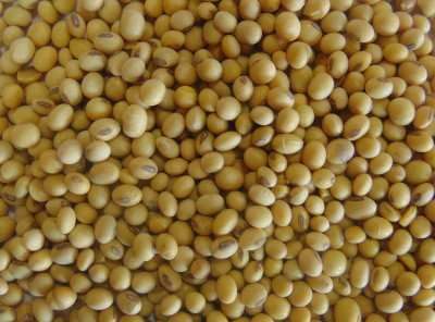 Продам насіння сої раундапостійка ГМО,семена сои трансгенный сорт