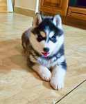 Szczeniak Siberian Husky rodowód ZKwP FCI Champion Puppy Pedigree
