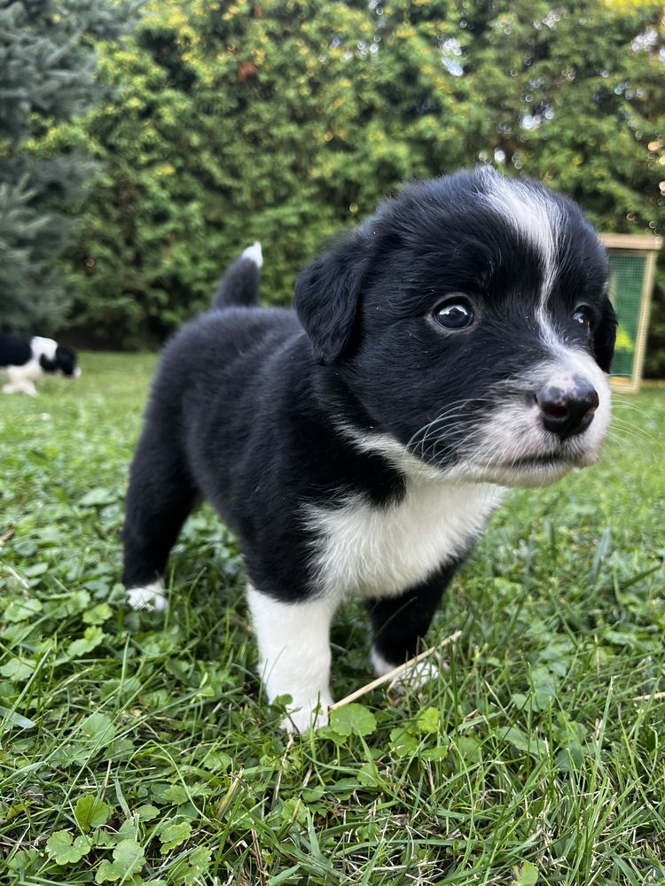 Border Collie Piesek