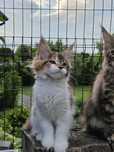 Koteczka Maine Coon FPL