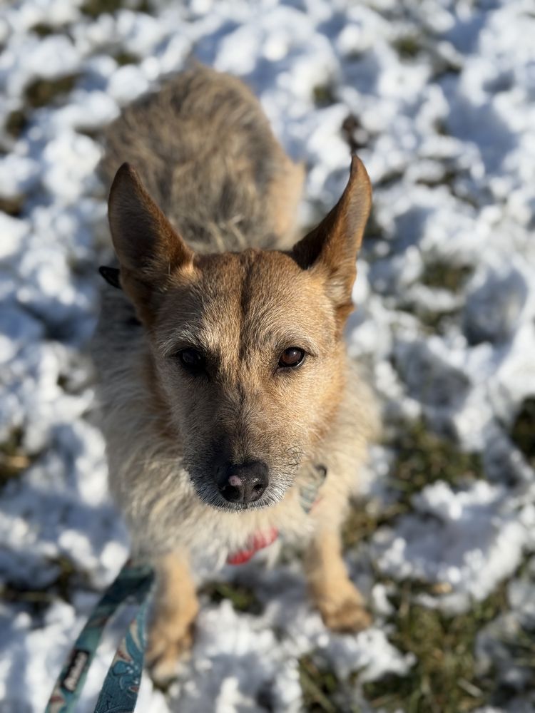 Maja - nieśmiała sunia w typie terriera do adopcji