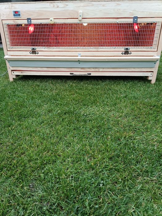 Брудер для домашньої птиці