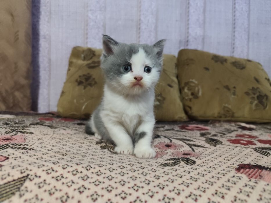 Кошечка мама веслоуха шотландка