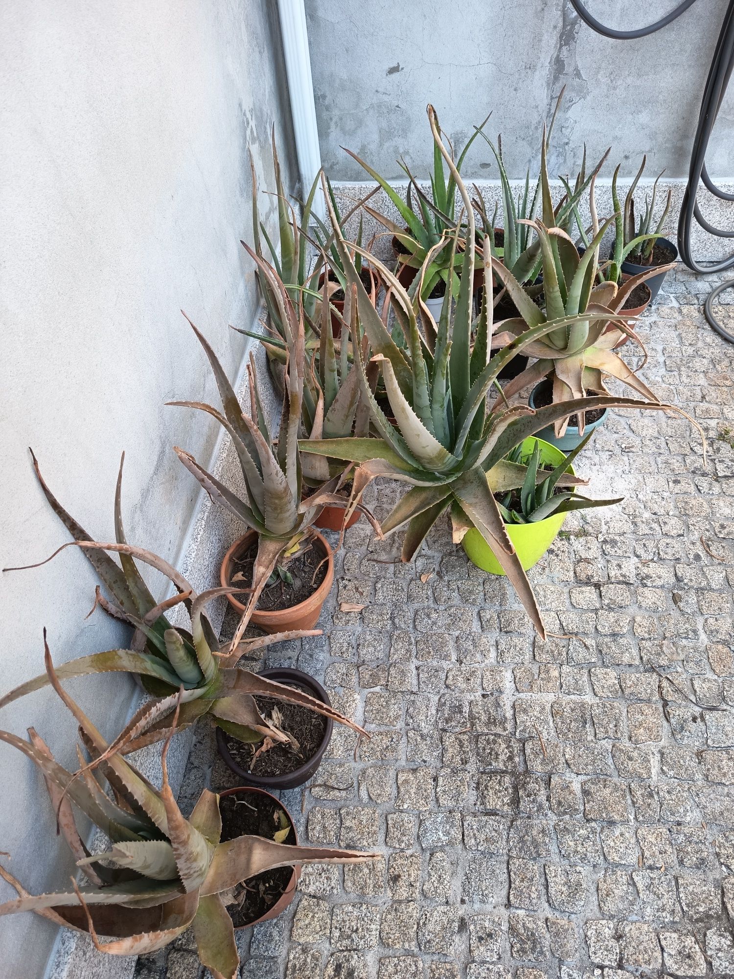 Aloé Vera biológico