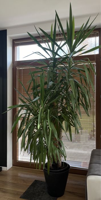 Yuka - duży kwiatek doniczkowy