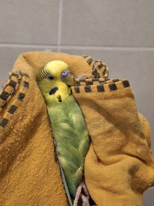 Piriquitos austriacos