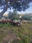 Borregos e Borregas Suffolk