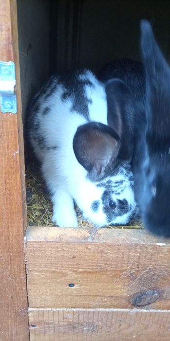 Baran Francuski Olbrzym Belgijski