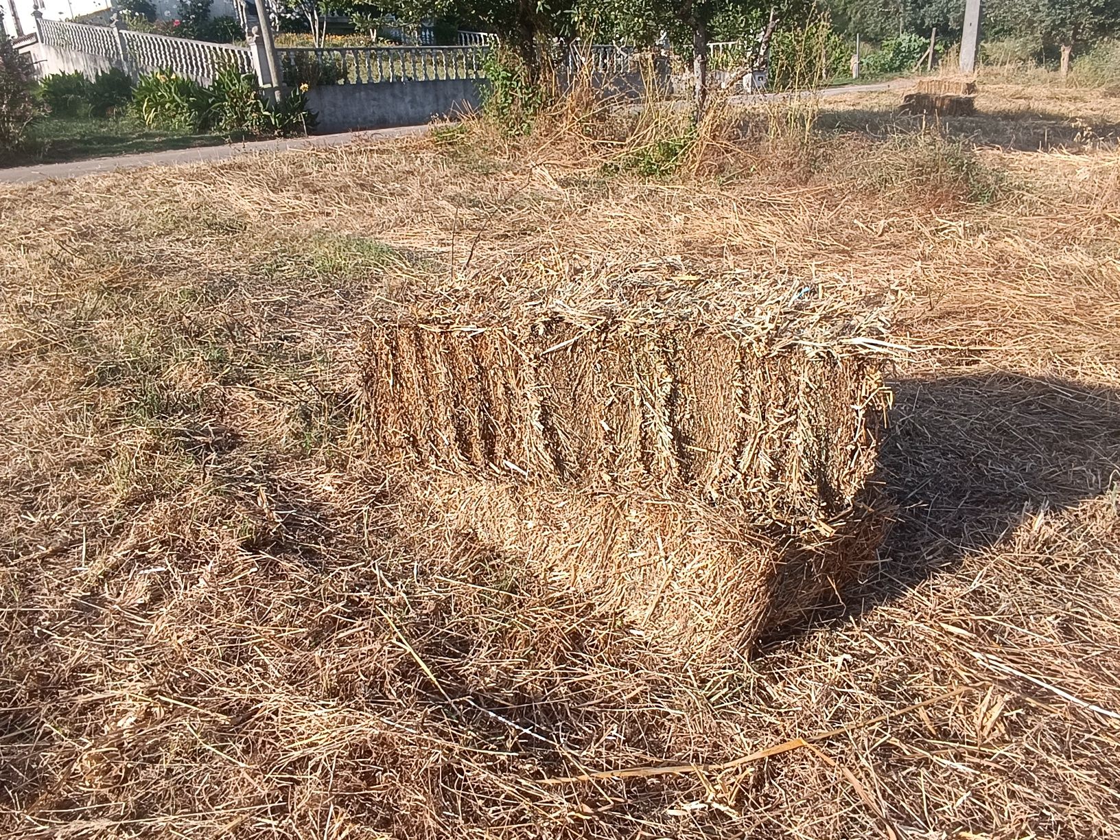 Vendo fardos de palha de aveia com grão