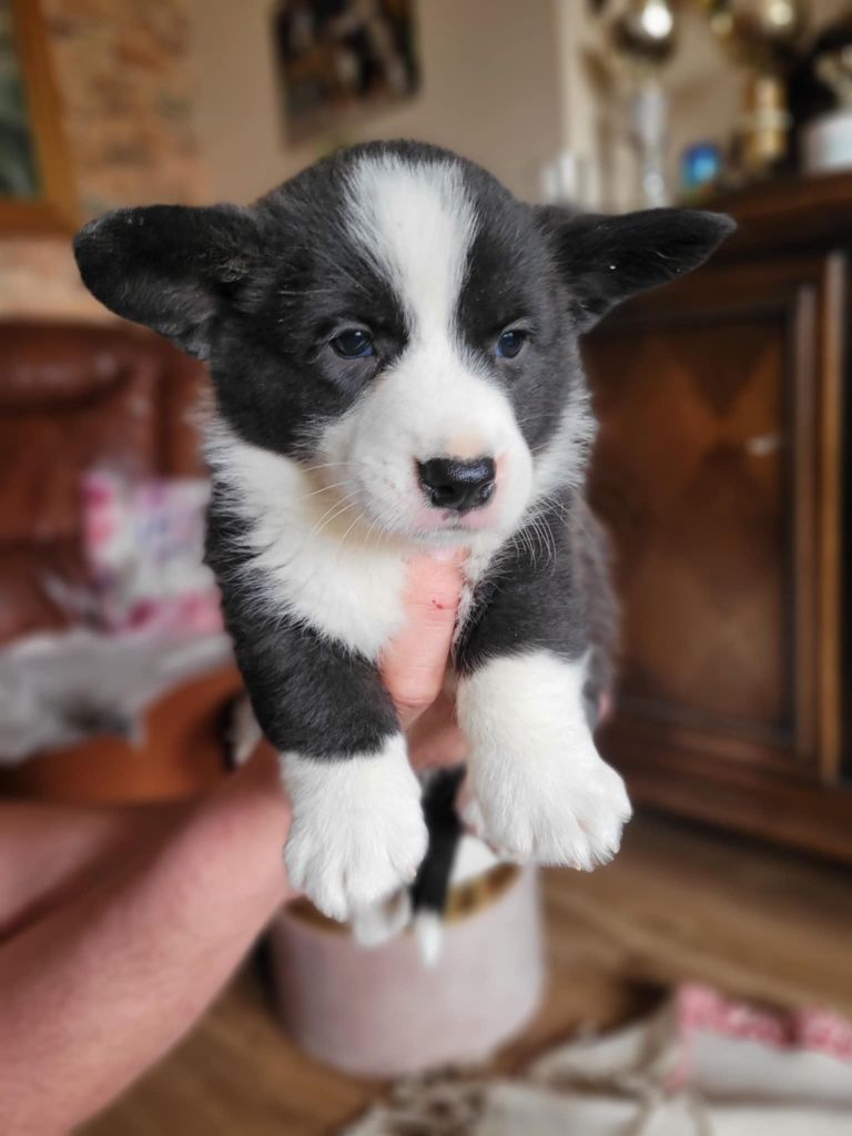 Welsh Corgi Cardigan FCI