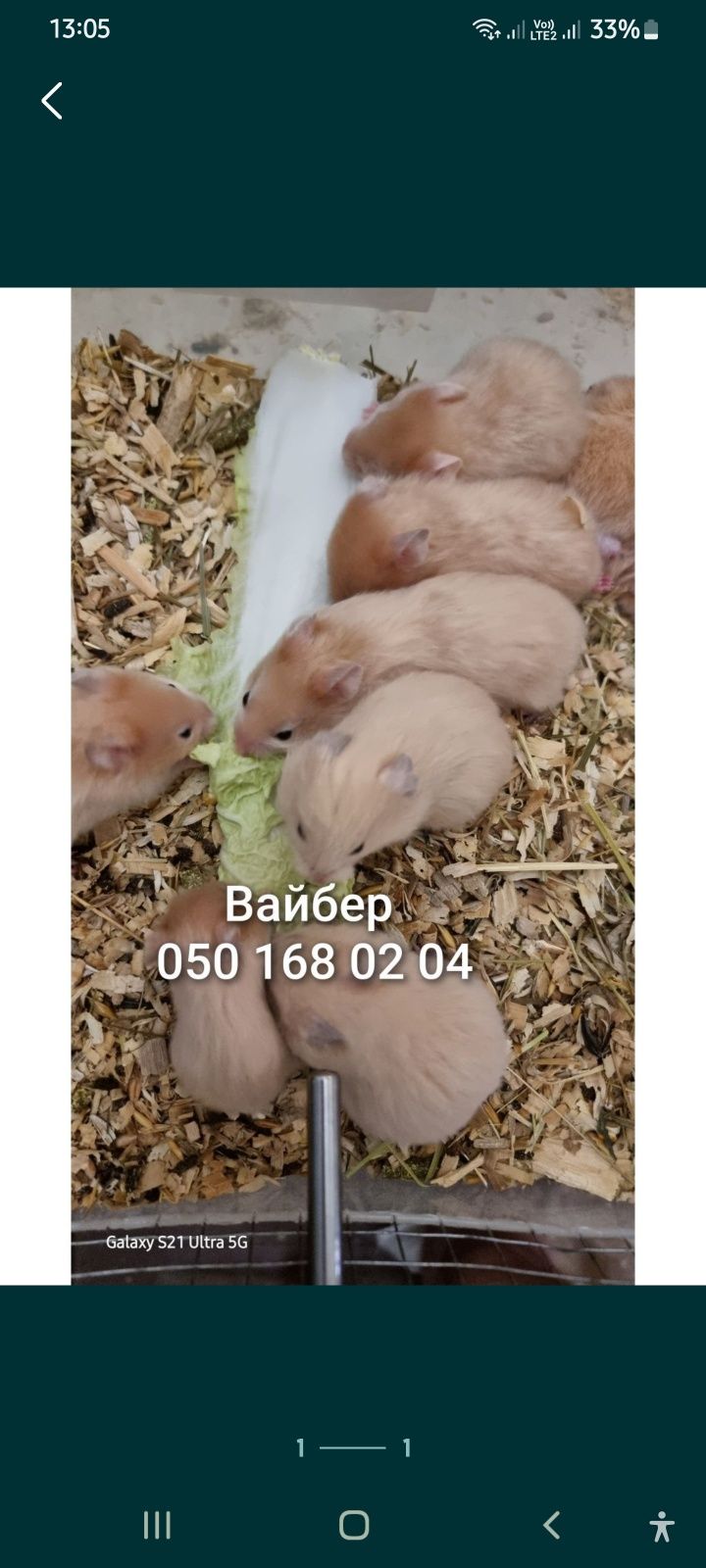 Хомячки розовые серебро белый серебристый атласный хомяк Джунгарик
