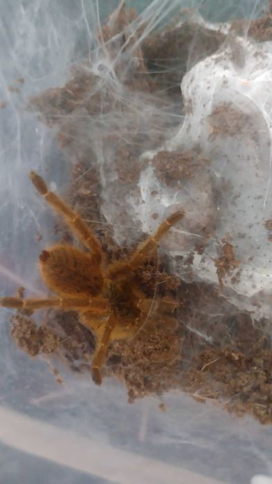 Pterinochilus Murinus Usambara SAMICA