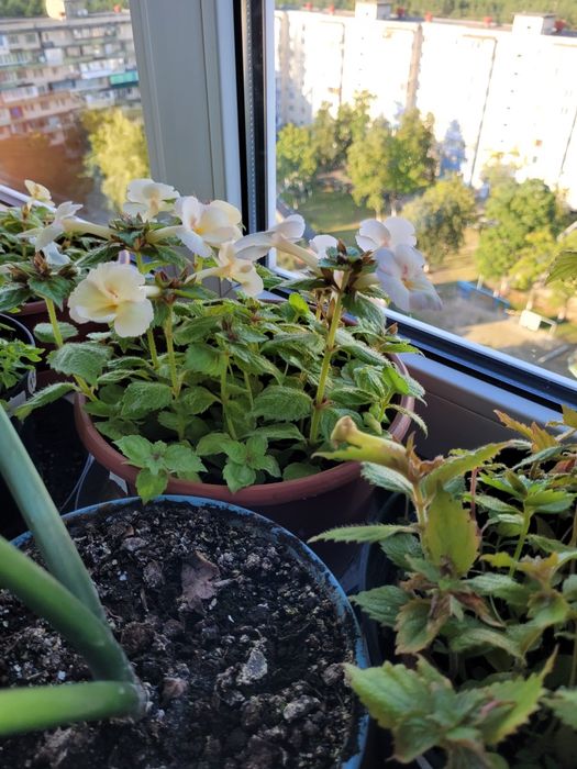 Рослини ахіменеса вирощені з надлишків різом Недорого Висилаю НП УП