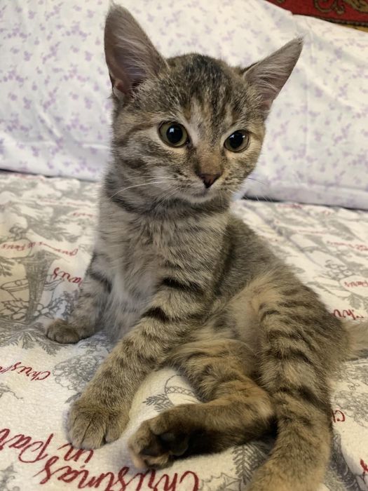 Котенок девочка. Котята бесплатно. Кошечка. Кошка даром