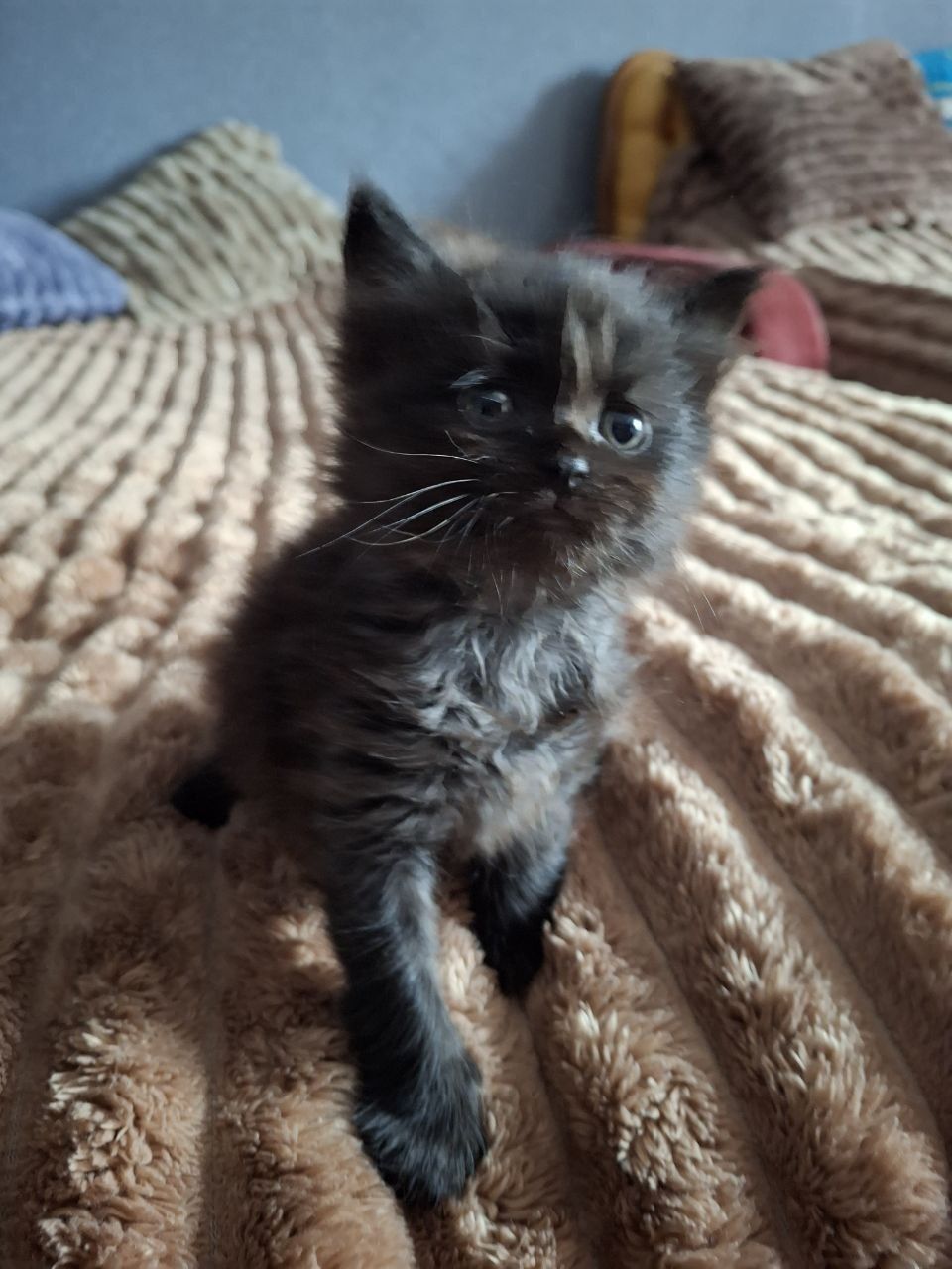 Котинята безкоштовно