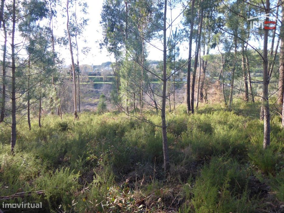Terreno com Pinheiros e Eucaliptos, Ourém, Olival