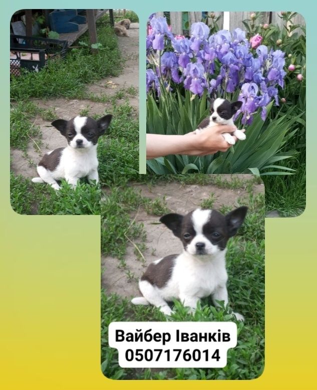 Чихуахуа дівчина, терміново