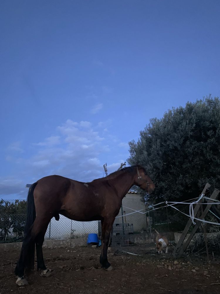 Cavalo castrado, 6 anos, livro verde