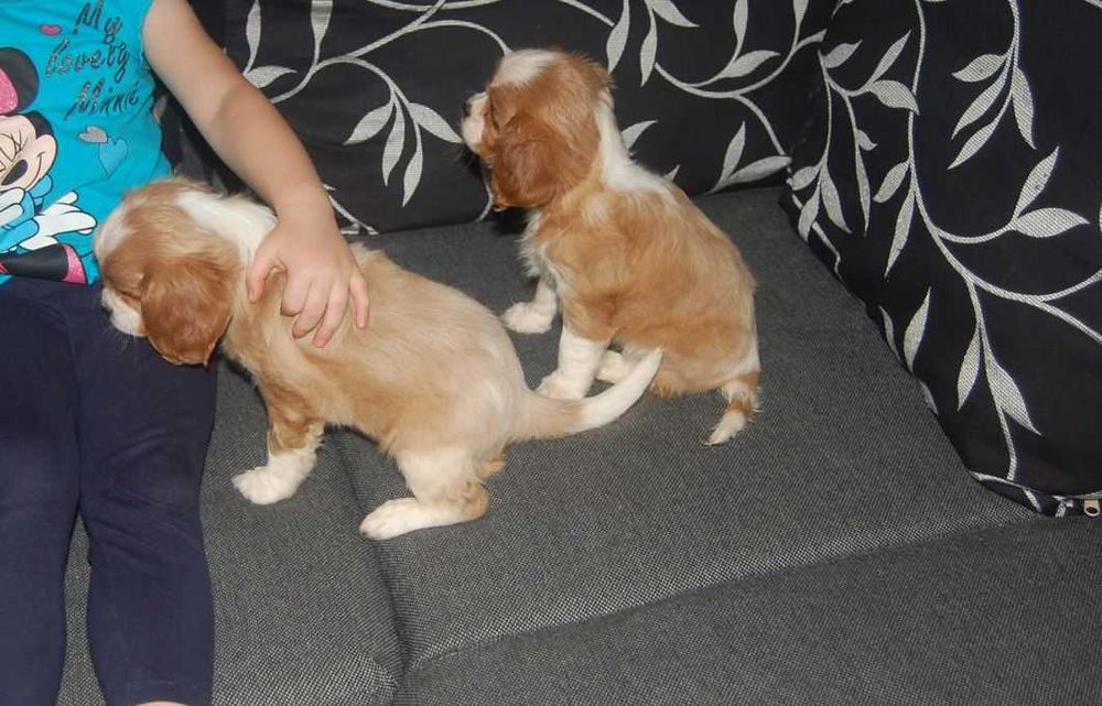 Cavalier King Charles Spaniel Szczeniaki z RODOWODEM