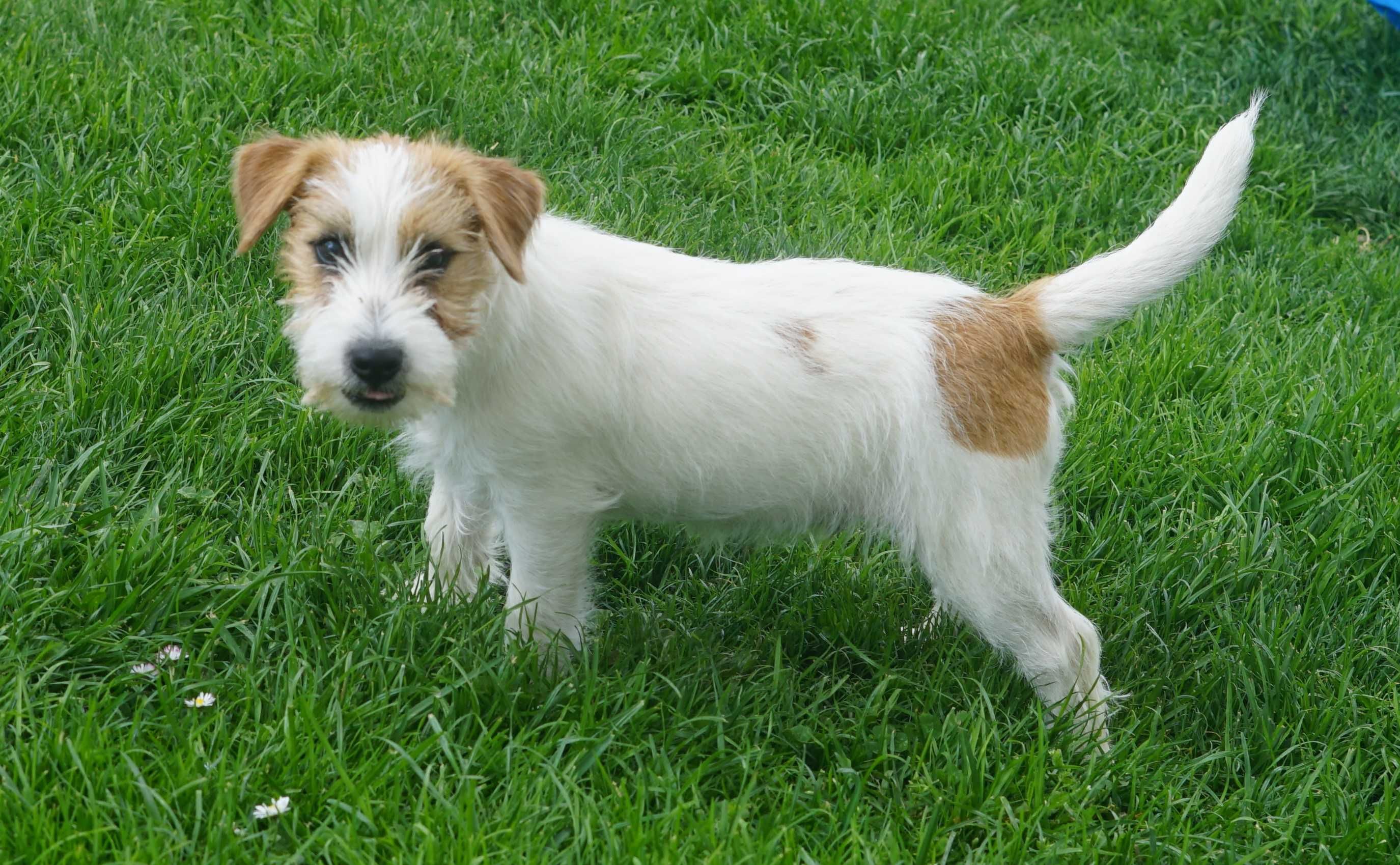 Jack Russell Terrier ZKwP FCI chłopak