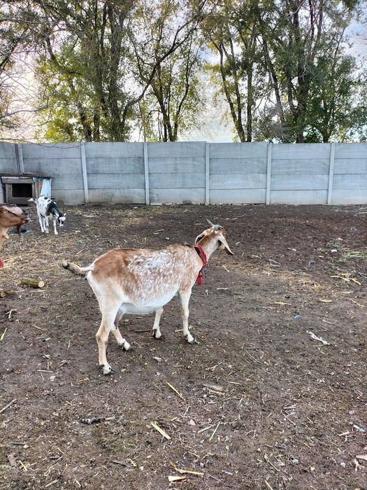 Продам нубийскую козу