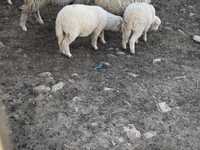 Vendo ovelhas novas ‼️‼️