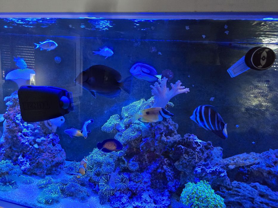 Peixinhos de agua salgada, nemos doriys etc