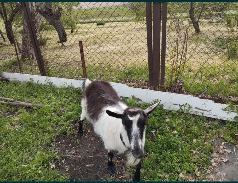 Козенятко (дівчинка)